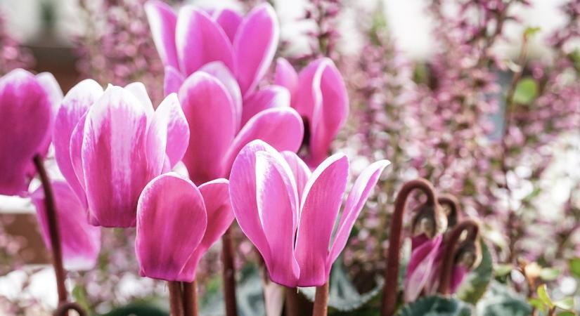 A balkon, ami decemberben is él – inspirációk