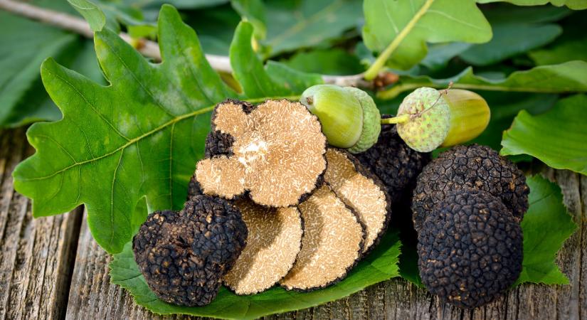 Az édes anyaföld ízeinek esszenciája