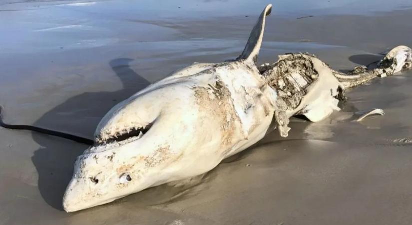 Valami vadászik a fehér cápákra; megcsonkított tetemek sokkolják a kutatókat