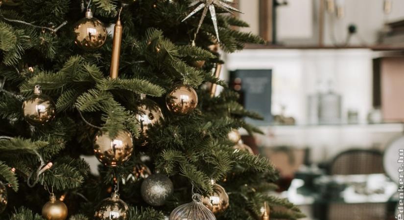 Melyik fenyő a legjobb karácsonyfának?