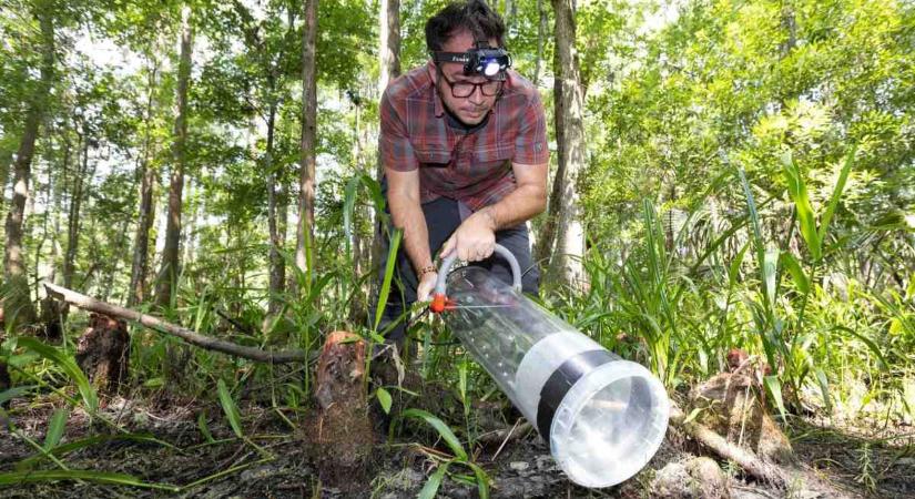Szúnyogokból vett vérminták alapján szinte teljes ökoszisztémák rekonstruálhatók