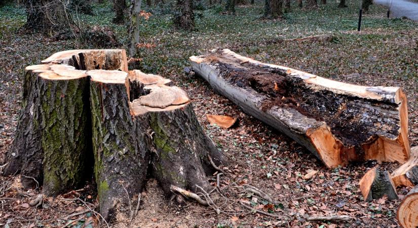 Lezárult a nagy verseny: meglett az Év Rovara Magyarországon