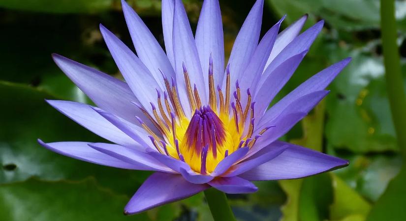 Cserepes liliom gondozása és tippek a gyönyörű virágokhoz otthon