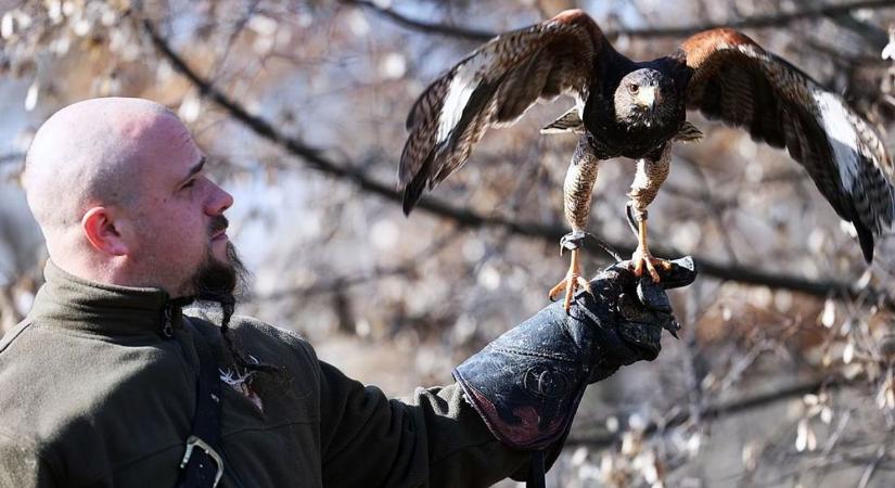 Elfogyott a türelem: elriasztják a varjakat Majsa belterületéről