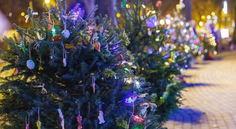 Karácsonyi fenyőfa-felmérés indul Pécsen a rászoruló családok megsegítésére