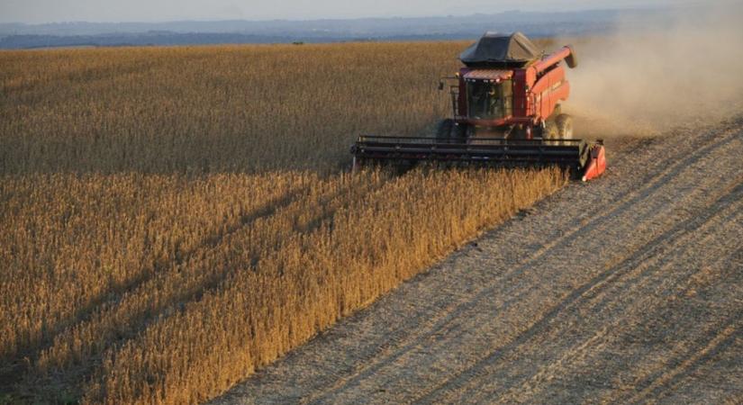 Változó alapanyagbázis a takarmánygyártásban: vége a kukorica egyeduralmának?