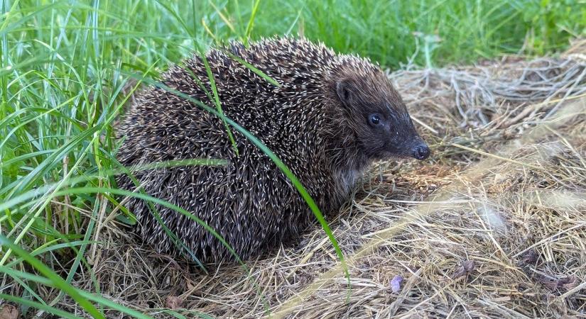 A sünök téli alvása – hogyan ne zavard meg?