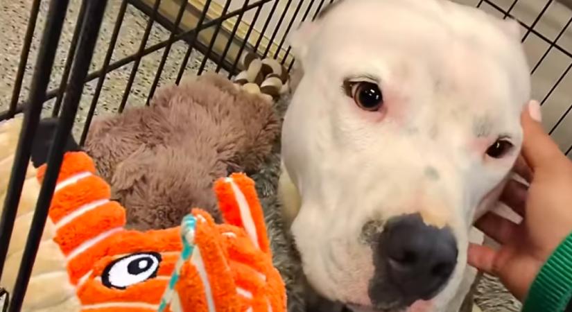 Két év után viszik vissza a menhelyre a kutyát: ami történik, szíveket tör össze