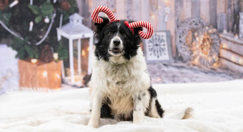 Gazdikereső: Bodza, az elbűvölő keverék lány