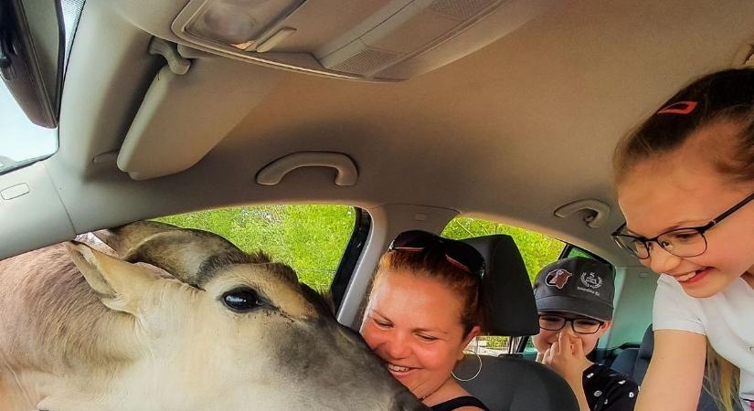 Megnyílt Magyarország első és egyetlen Capybara és Mókus Kávézója