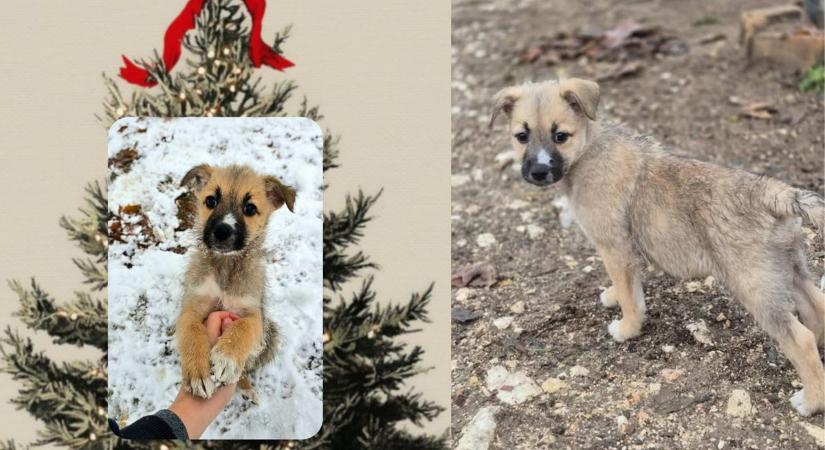 Kutyakarácsony a Tappancs Állatotthonbanvideó