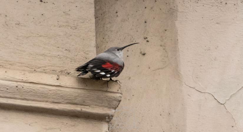 Különleges állat vadászik Budapest belvárosában - sikerült lencsevégre kapni!