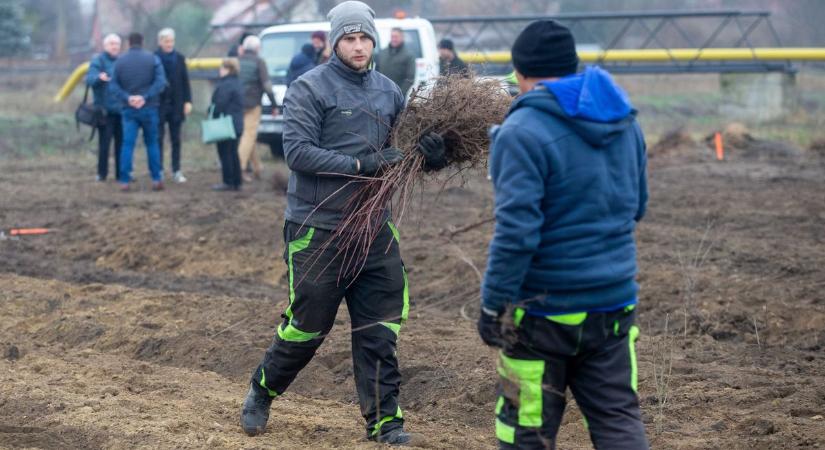 Háromezer facsemetét ültettek el a sínek szomszédságában a jótékonysági projekt keretében – fotók, videó