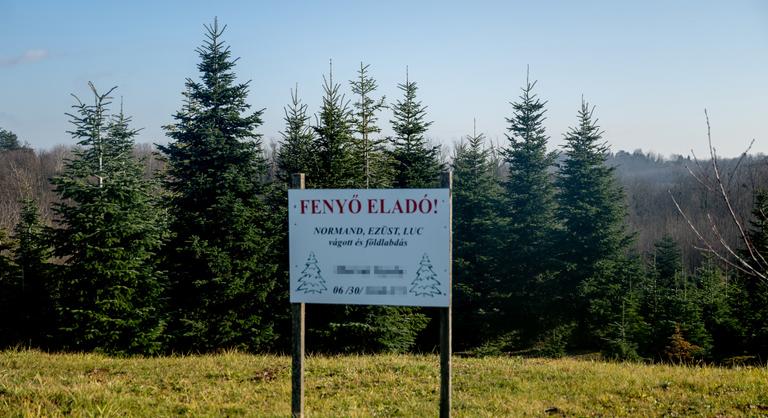 A fenyők mekkája a zalai kistelepülés, ahol egész évben a karácsonyra készülnek