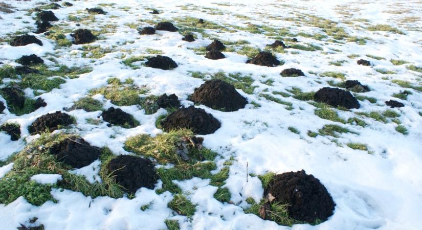 Hát ez durva! Ezt csinálja a vakond télen!