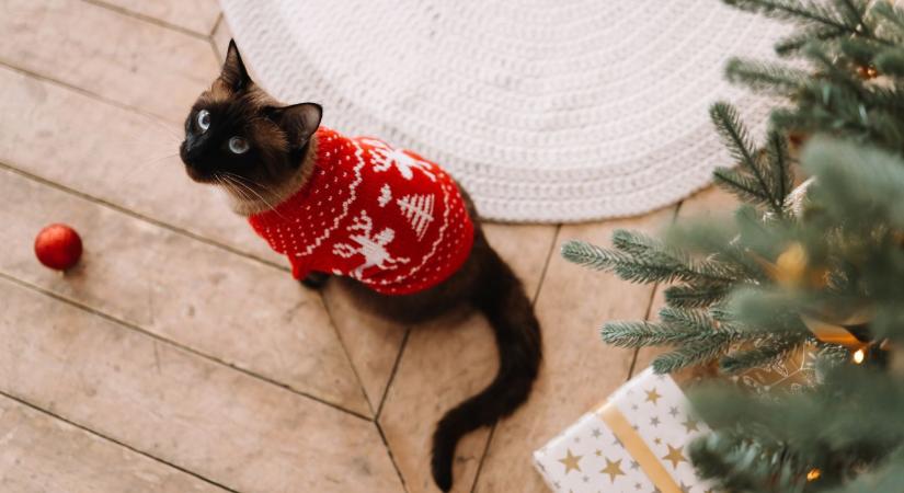 Napi horoszkóp 2025. 12. 23.: Ambíció vagy érzelem?