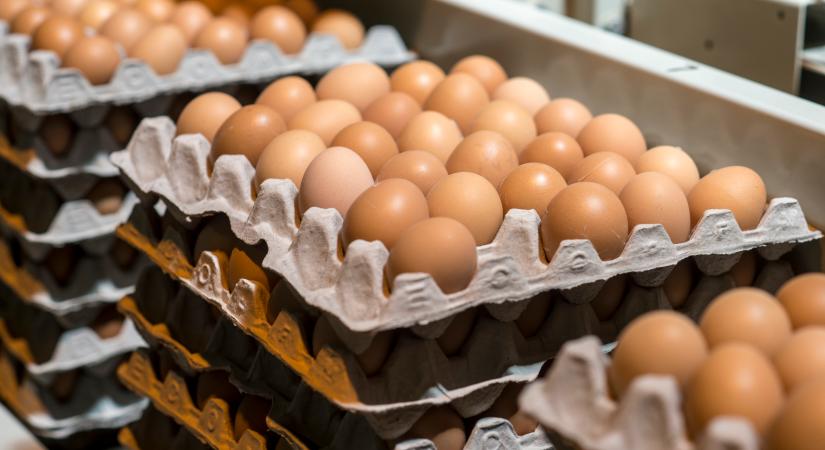 Miért kerülik a szakértők az XL-es tojásokat? Itt a válasz!