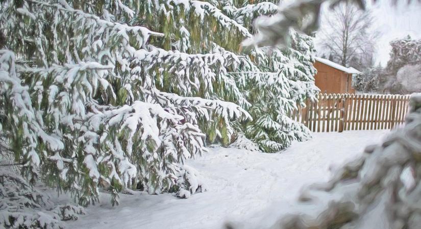 Örökzöldek szerepe a téli kertben – miért nélkülözhetetlenek?