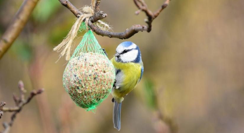 Ezért felejtsük el inkább a bolti cinkegolyót