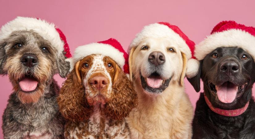 Hogyan éld túl az ünnepi összejöveteleket? Cesar Millan szerint érdemes kipróbálni a kutyafalka-mentalitást