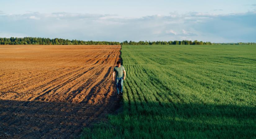 Sok magyar gazda telepített ilyen növényt idén: tényleg jól döntöttek?