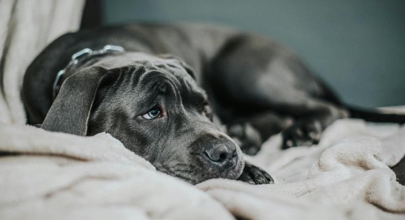 Ha a kutyádnak fájdalma van, így próbálja "elmondani" - ezekre a jelekre figyelj!