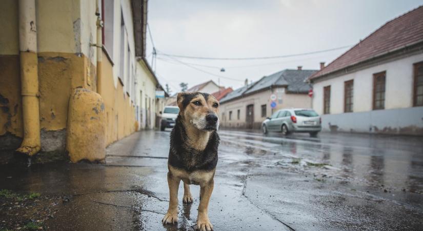 Fiatalok gondoskodtak a kihajított kutyáról