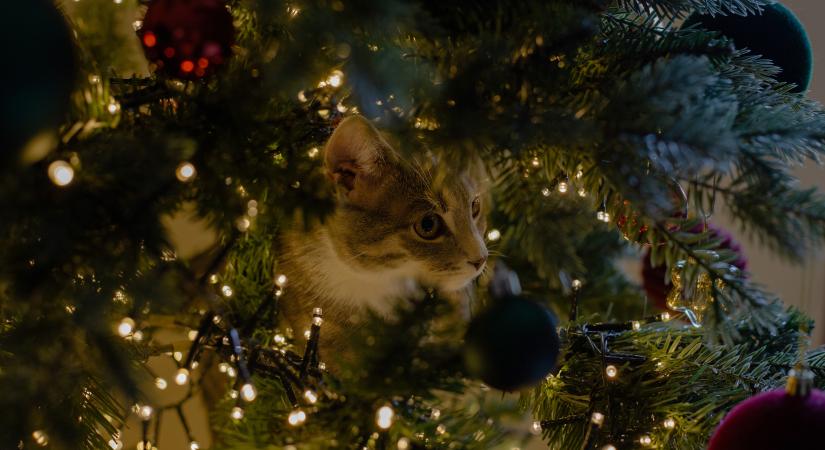 Ez az ötletes karácsonyfa minden macska kedvence lesz (videó)