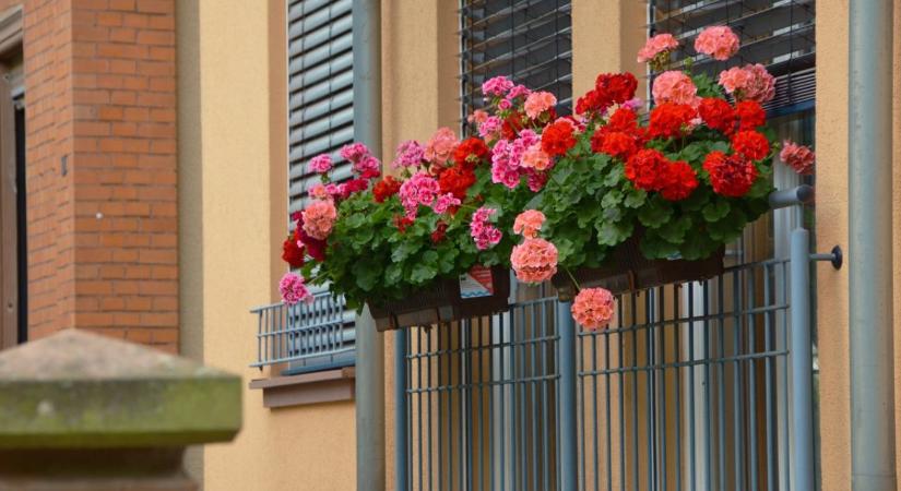 Balkon növények teleltetése – melyik maradhat kint?