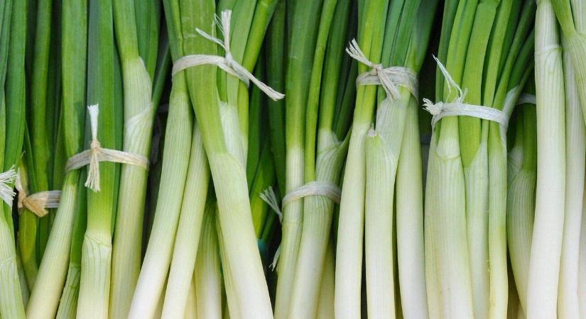 Téli öntözés fóliában: ennyi víz kell a hagymának