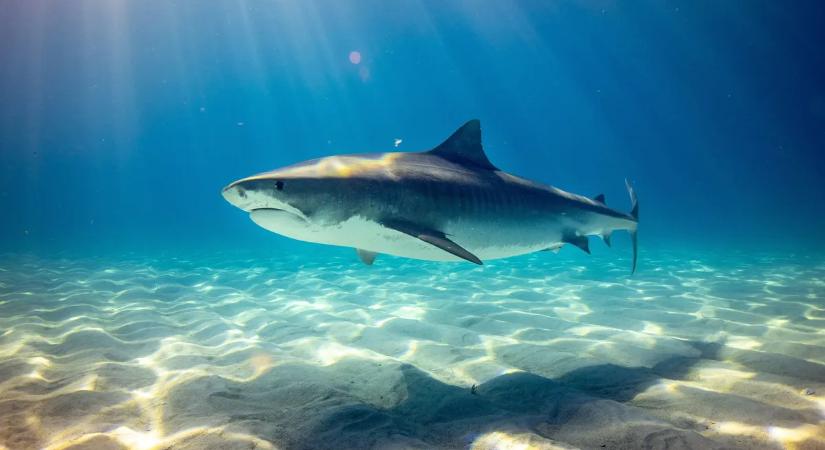 Egyik pillanatról a másikra eltűnt a vízben a triatlonsportoló: cápatámadás végezhetett vele