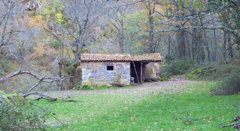 Víz és villany nélkül élt az erdőben egy család: három gyereket emeltek ki