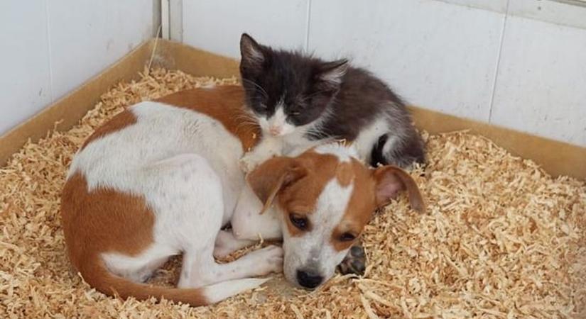 Összefogásból lett meleg otthonuk a menhelyen élő állatoknak