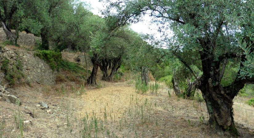 Betlehem növényei – mi nőhetett a jászol körül?