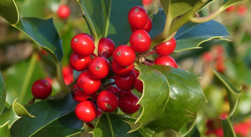 Hogyan lettek karácsonyi növények? – Klasszikus zöldek ünnepi története