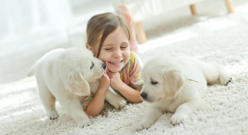 Karácsonykor se tegyük kockára egy állat sorsát egy hirtelen döntéssel