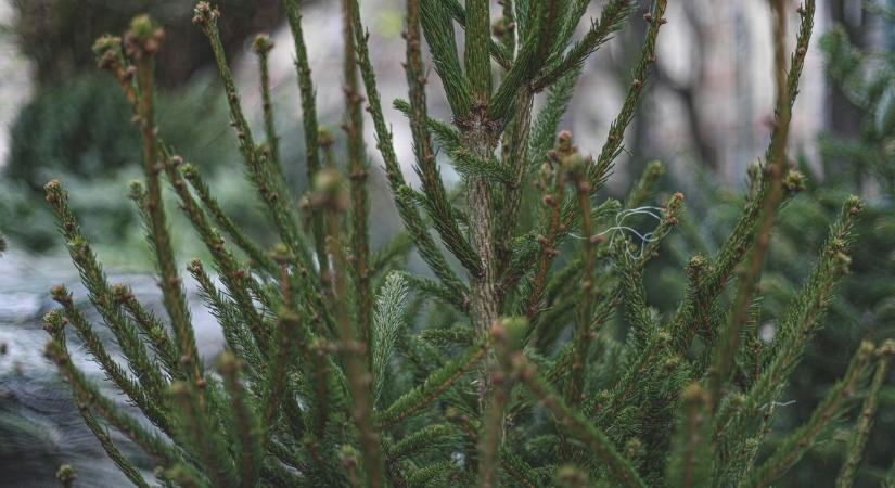 Tudtad? Vas vármegye nélkül nincs karácsonyfa