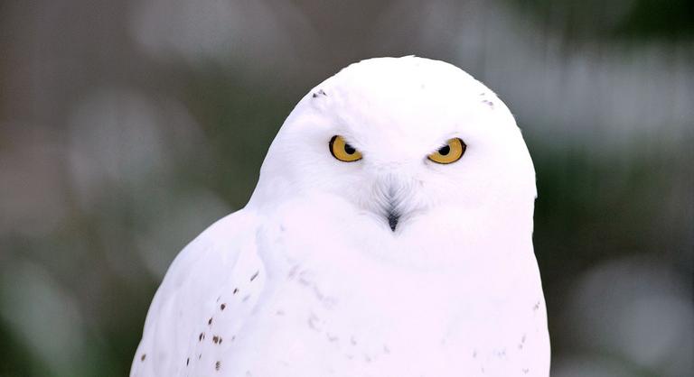 Svédországban kihaltnak nyilvánították a hóbaglyokat