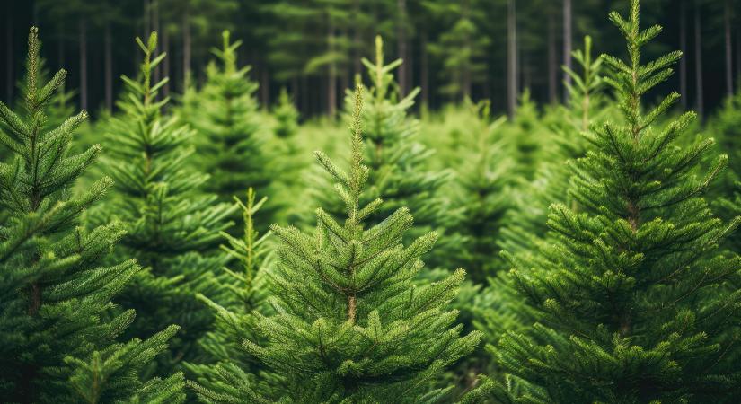 Karácsonyfa a kertben