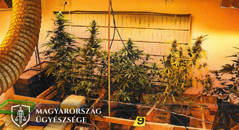Esztergomi ház pincéjében termesztette a marihuanát
