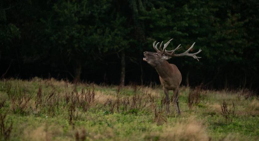 Kihallgatták a nyírlugosi orvvadászt