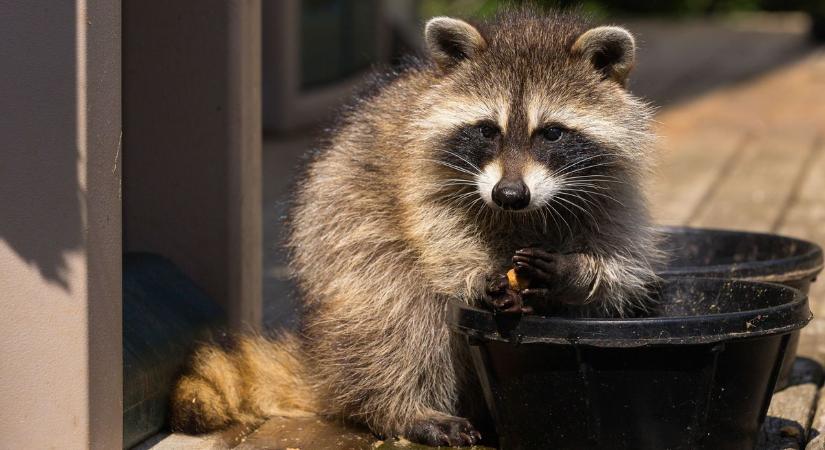Lett egy álarcos banditája a PTE műszaki karának