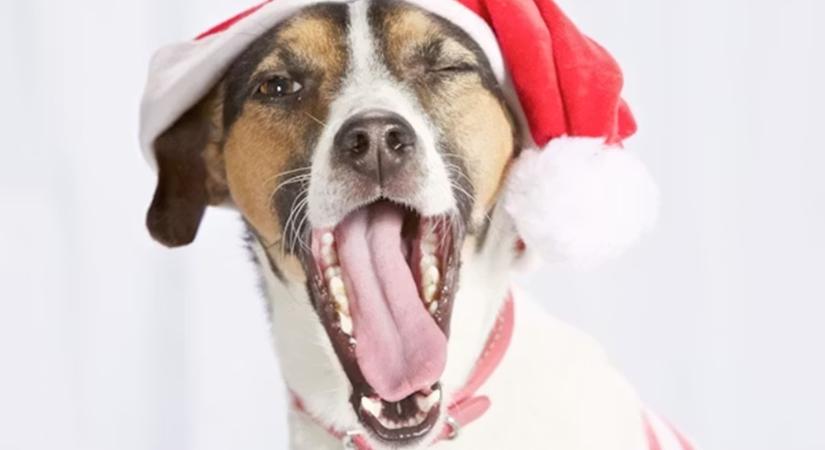 A kutya, aki ellopta a bejglit – és az a bizonyos „nem én voltam” tekintet