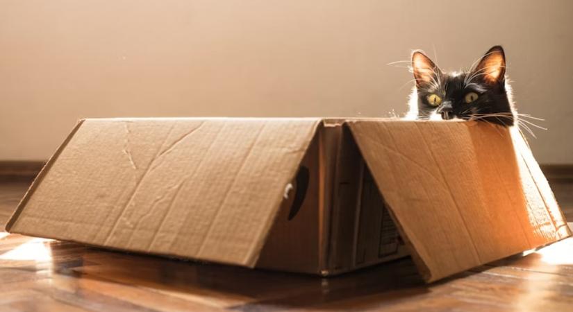 Miért bújik be a macska a karácsonyfadobozba, mielőtt még kibontanád? – A szezonális dobozmánia tudománya