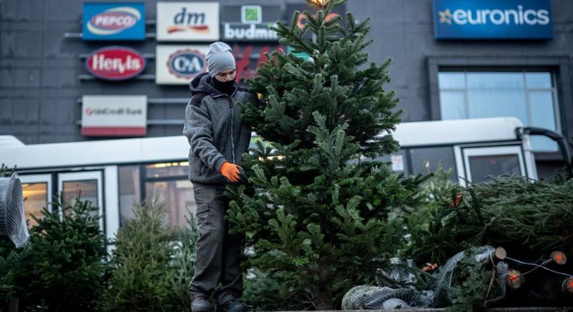 Igazi és műfenyő? – így lesz fenntartható a karácsony