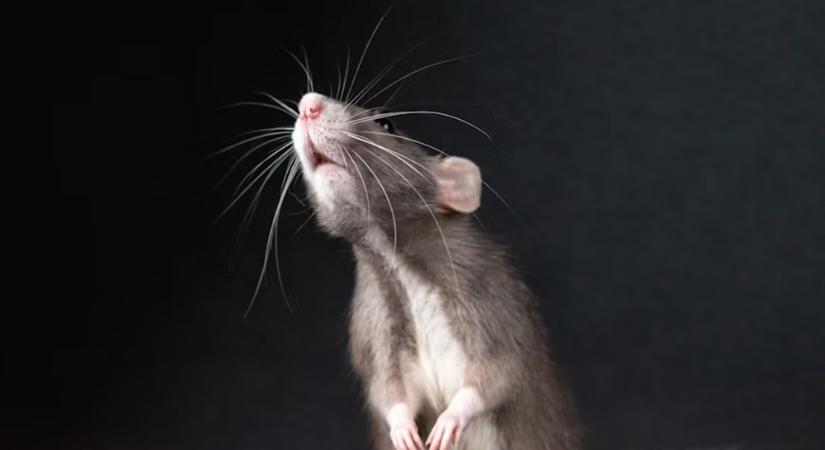 Ha lenne rá lehetőség, a patkányok is füveznének stressz ellen