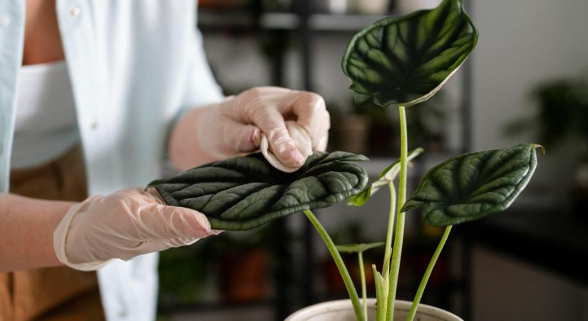 Ragad a szobanövények levele? Ez az apró kártevő lehet a bűnös