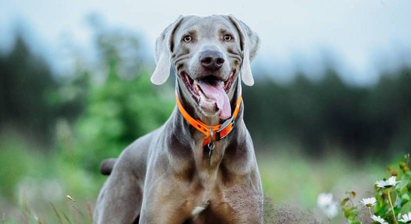 Betilthatják ezeket a nyakörveket a kutyáknál – új szabályok jönnek az állattartásban Angliában