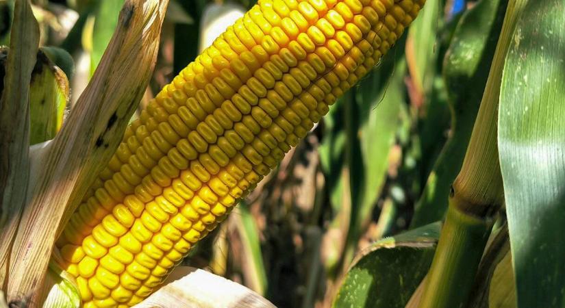 Menjen biztosra, álljon a győztes mellé!