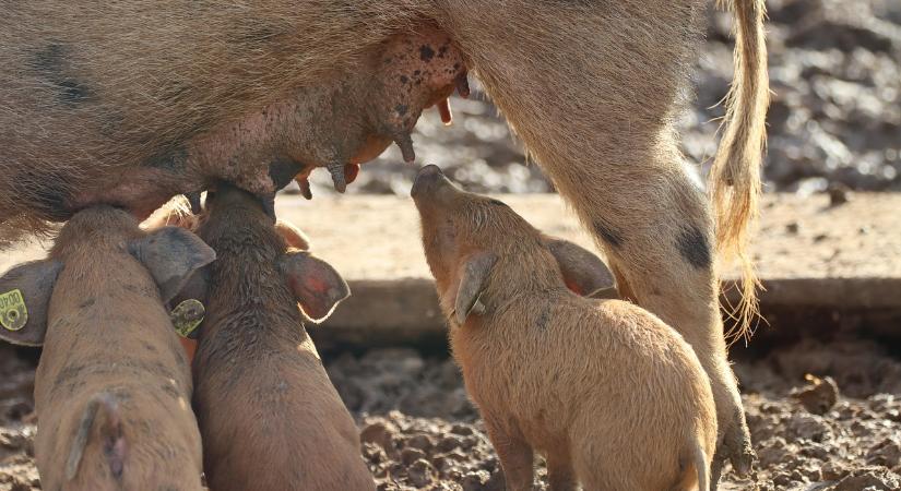 Óvatosságra int a minisztérium